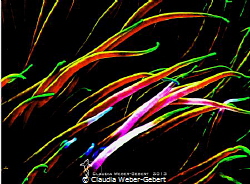 anemones go abstract by Claudia Weber-Gebert 